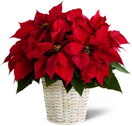 The FTD Red Poinsettia Basket from Parkway Florist in Pittsburgh PA